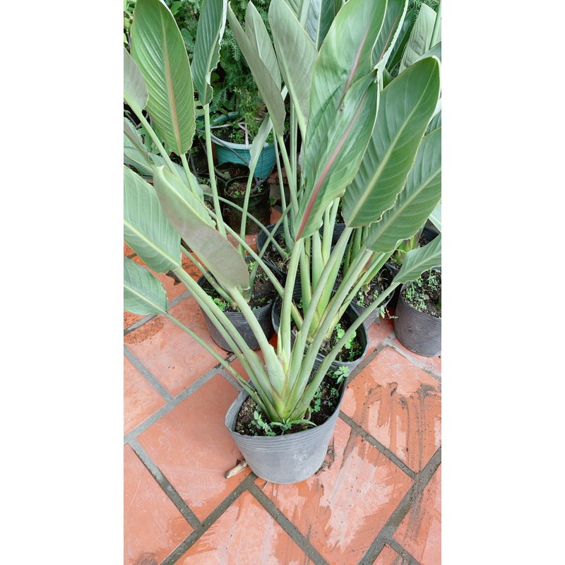 [HCM]Chuối Thiên Điểu