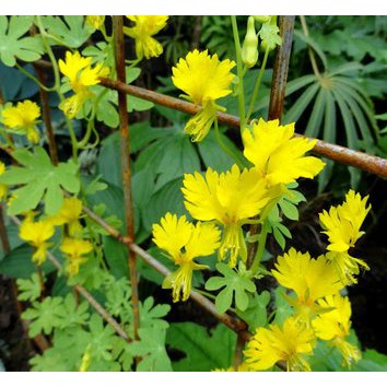 Hạt giống Hoa Cánh Phượng Leo - 4 Hạt