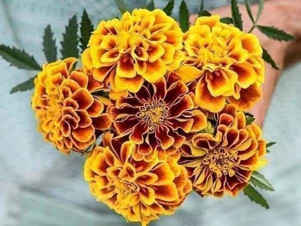 Hạt giống cúc vạn thọ ban mai( vạn thọ viền) gói 100 hạt