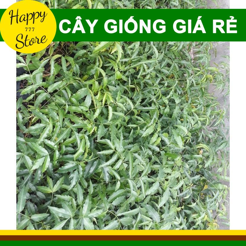 Cây Sầu Đâu Giống