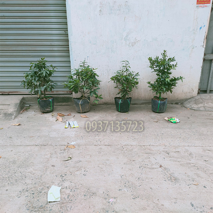 [HCM]cây mai vàng cây  trung ( mai giảo từ 6-12 cánh )
