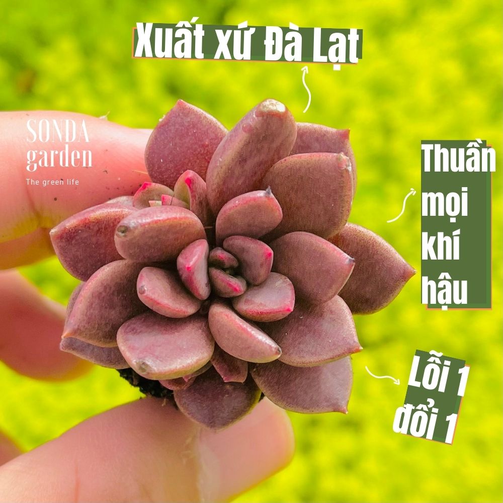 Sen đá mặt trăng size mini lỗi 1 đổi 1