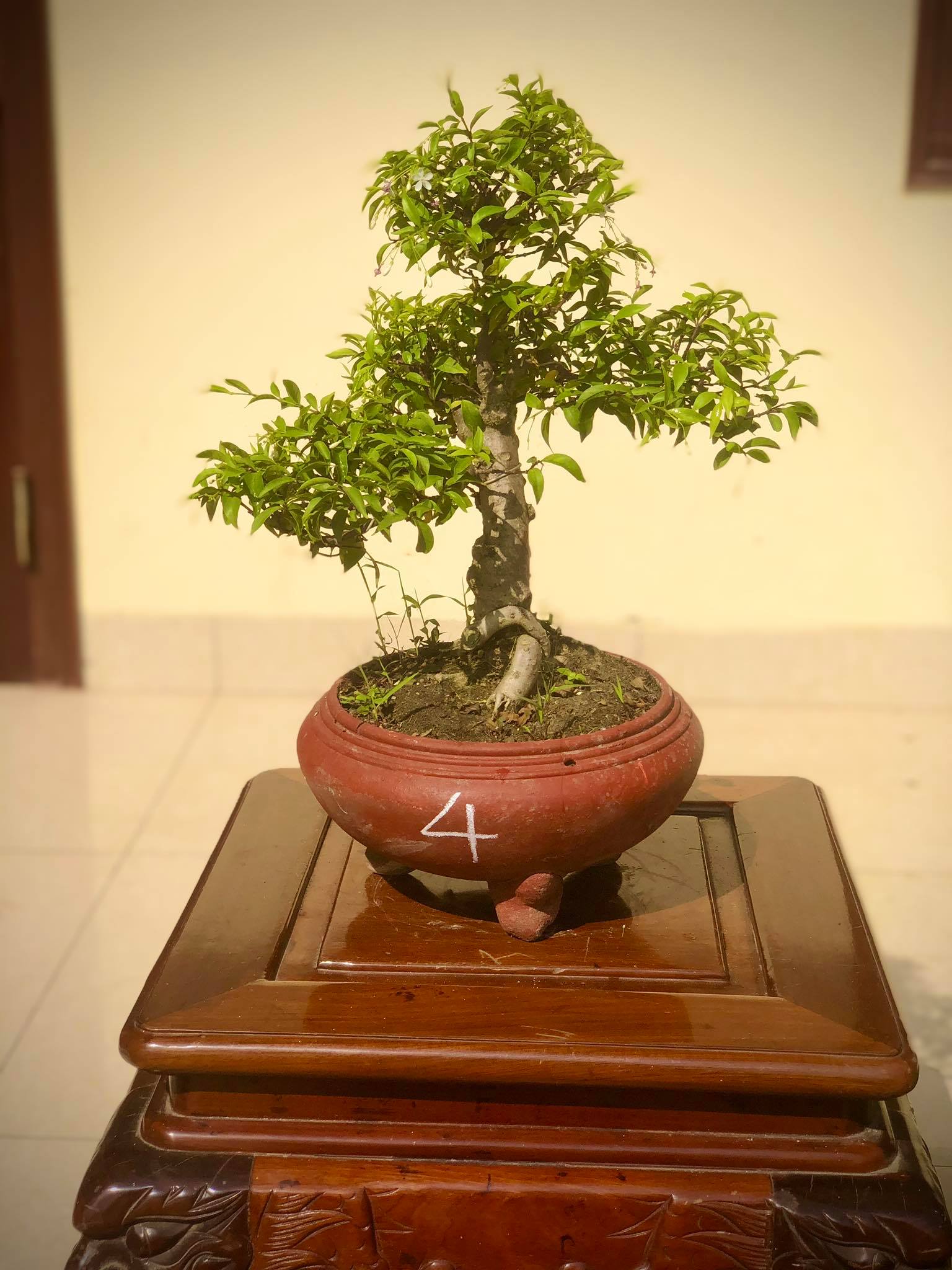 Cây mai chiếu thủy bonsai