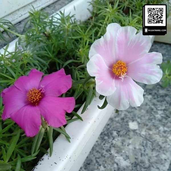 Hạt giống hoa mười giờ đơn mix