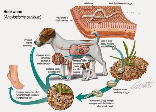 Thuốc trị giun sán trên chó mèo - Bio Levamide (Hộp 10 viên)