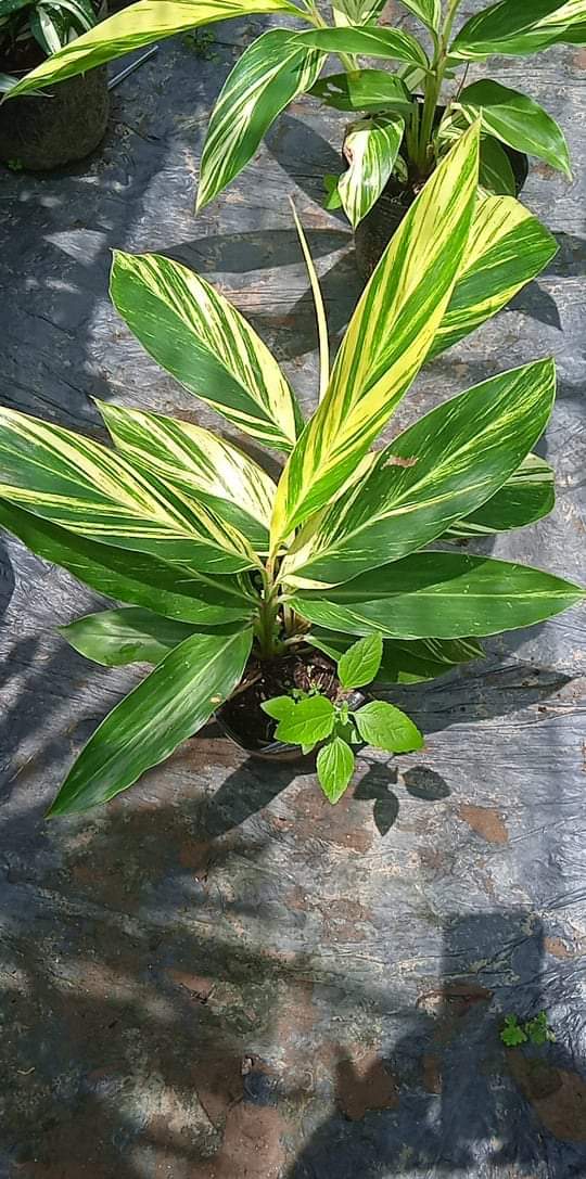 Cây Riềng Var