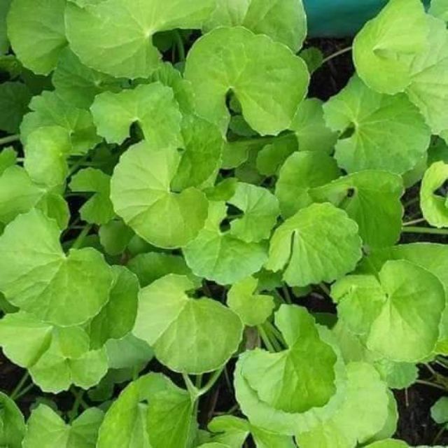 Hạt giống rau má gói 1gr