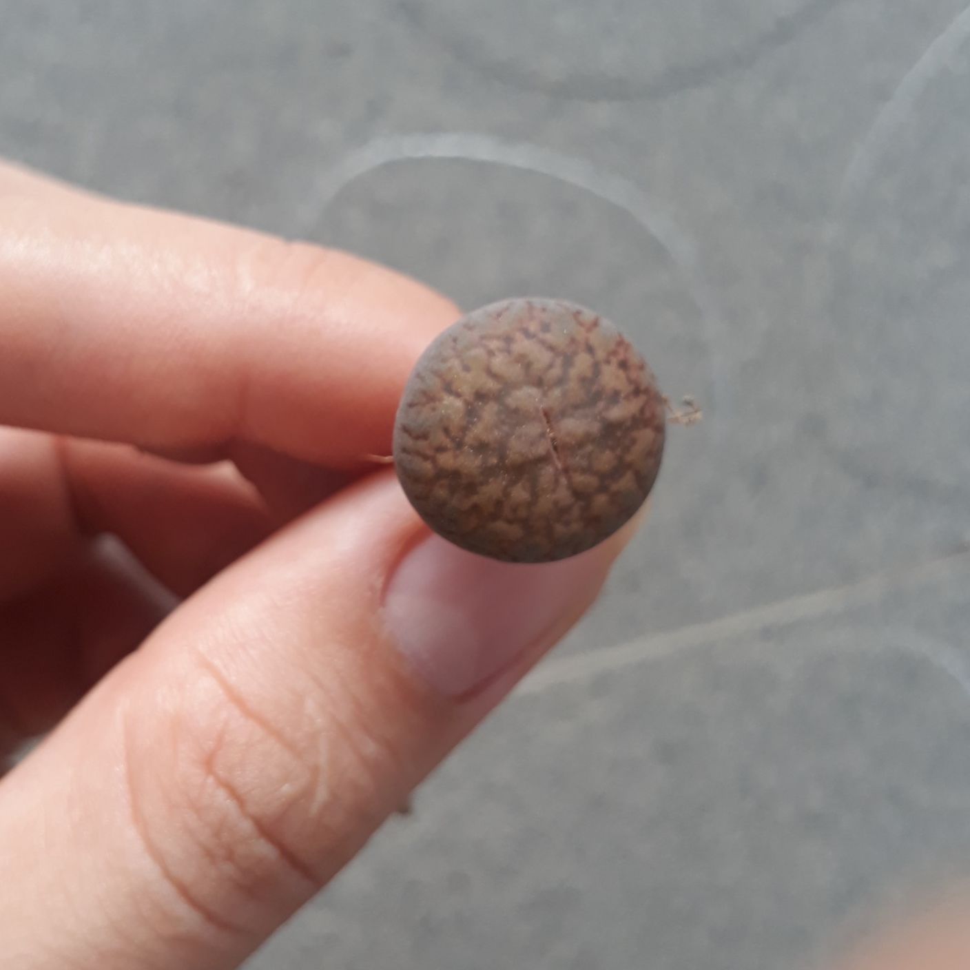 [HCM]Combo 10 Mông Ngẫu Nhiên Khác Vân Size 1.2 - 1.5cm (Sen Mông/Lithops/Thạch Lan)