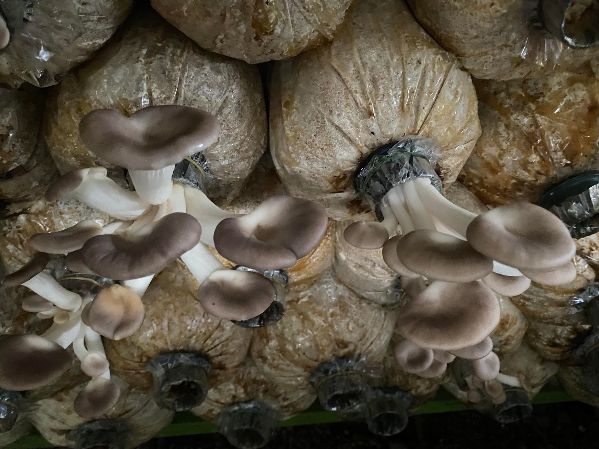 Combo 5 phôi nấm bào ngư từ trại giống (1.1~1.2kg/phôi)