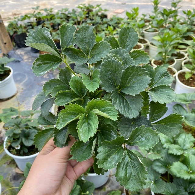 [HCM]CÂY DÂU TÂY PHÁP
