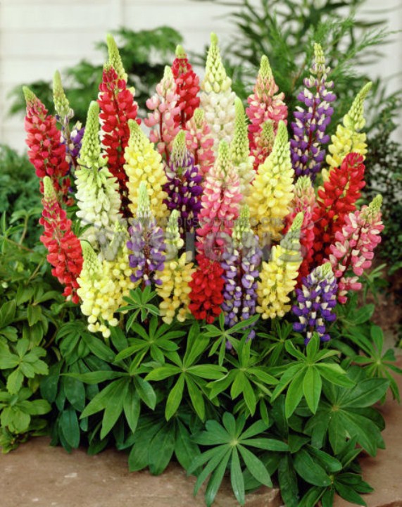 Gói 500 hạt giống hoa đậu lupin