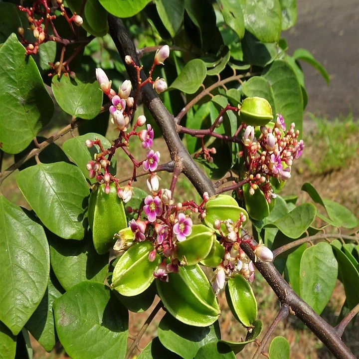 Cây khế chua giống - 67670