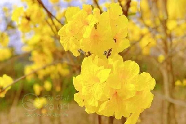 cây giống hoa phong linh vàng