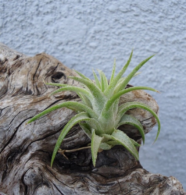 Cây Không Khí Tillandsia Vanhyningii