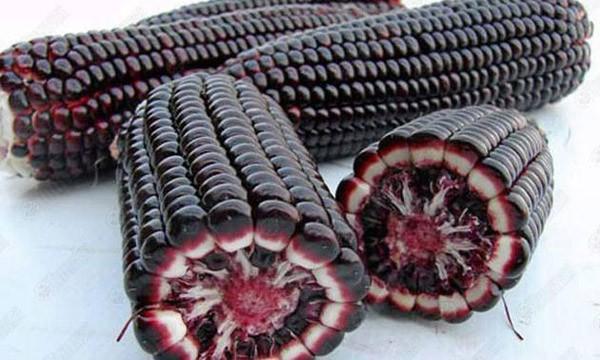 Hạt giống ngô nếp tím ( bắp nếp tím ) - Gói 5gram