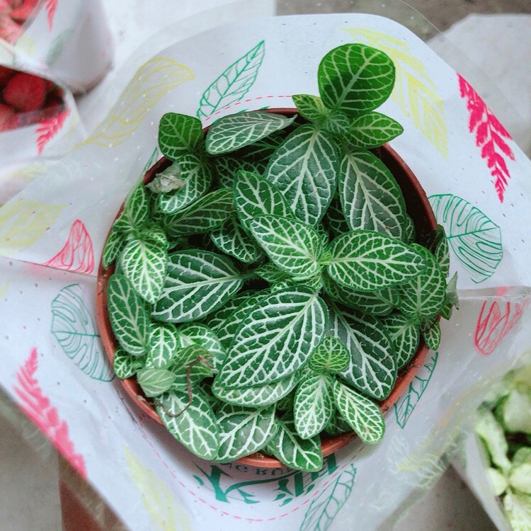 Lá Cẩm Nhung - lá may mắn