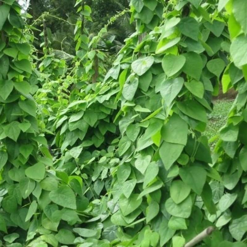 Furry Ginseng Seeds - 30 Seeds/Pack