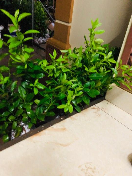 Cây chanh đào cao 60 cm
