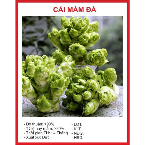 Hạt giống Cải Mầm Đá 0.2gr ~60 hạt