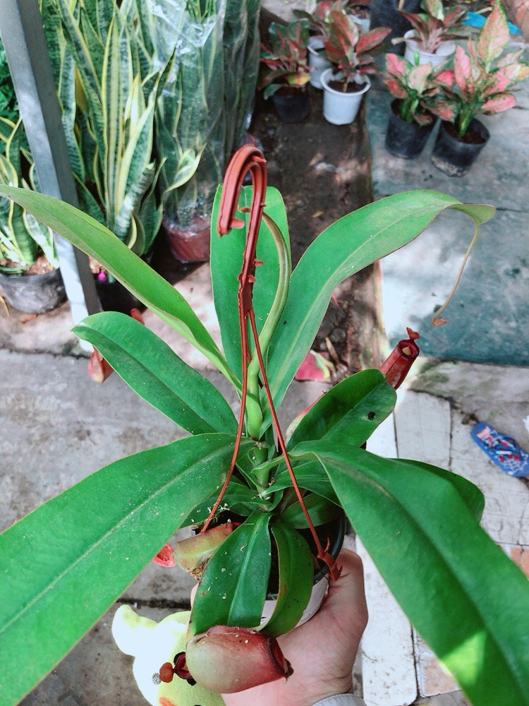Chậu cây nắp ấm bắt côn trùng
