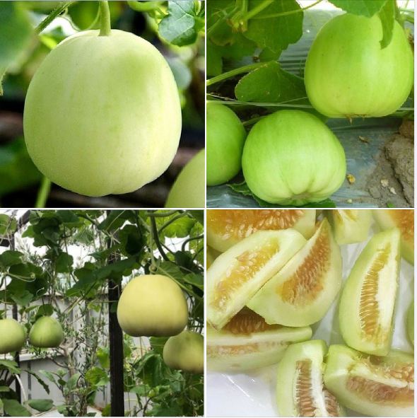 Hạt giống Dưa lê siêu ngọt 20 hạt/gói