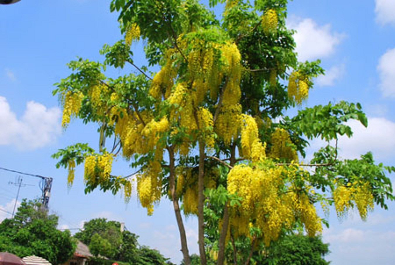 muồng hoàng yến vàng