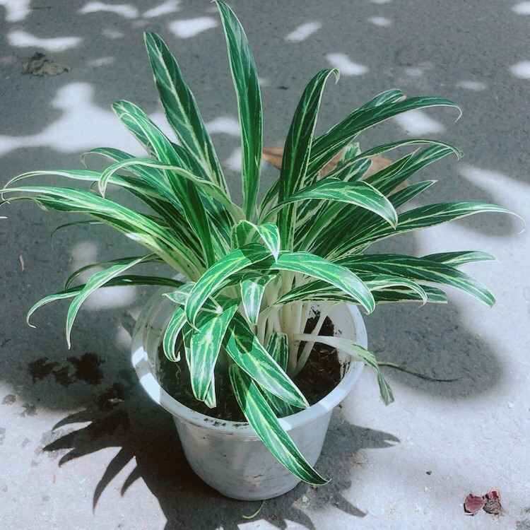 Cây giữ tiền