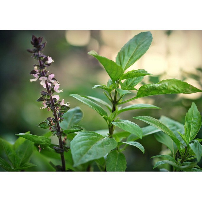 HẠT GIỐNG HÚNG QUẾ CAO SẢN (NN.89) - 10G