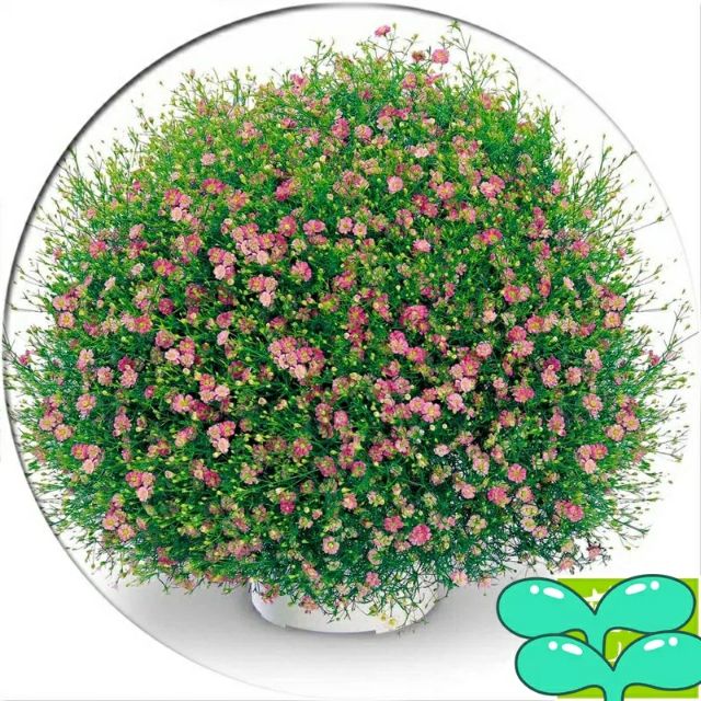 Hạt giống hoa lưu ly hồng 100 hạt