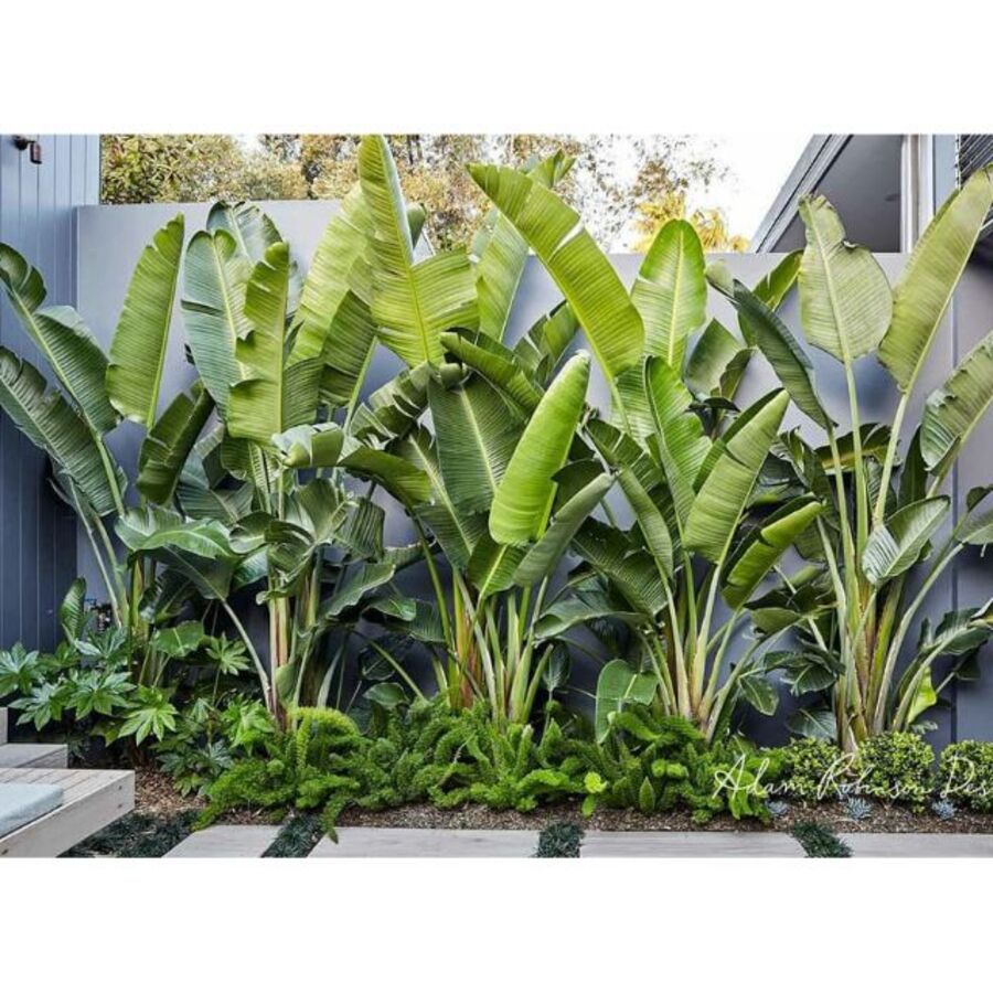 Hoa Giấy Cẩm Thạch Hoa Đỏ Đẹp