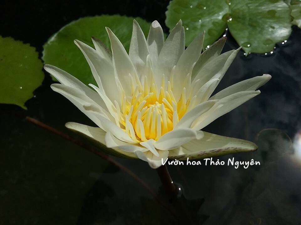 [RẺ VÔ ĐỊCH] Cây hoa súng Thái Lan màu trắng Đ-06