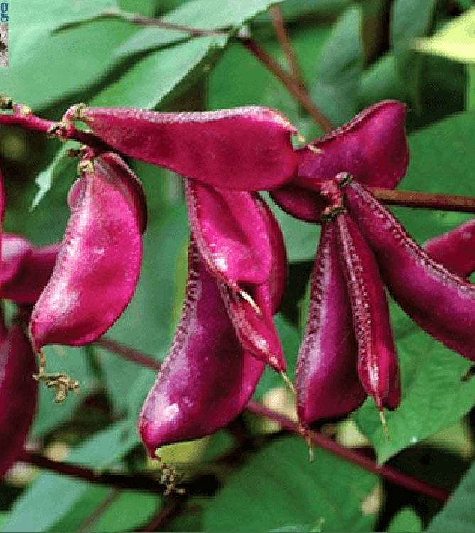 Hạt Giống Đậu Ván Tím - 1 gói 5 hạt
