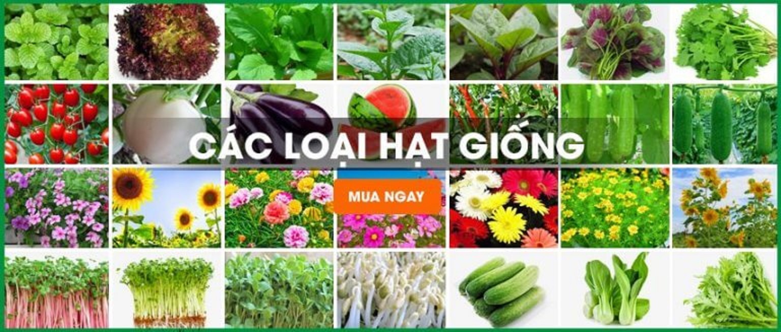 Hạt giống rau rền đỏ, 1 túi ăn cả năm