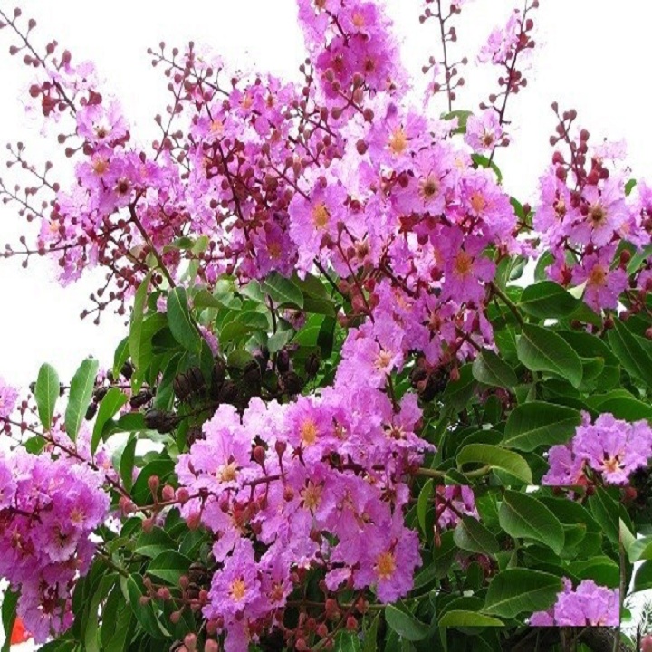 cây giống bằng lăng tím, cây cao 40-60cm
