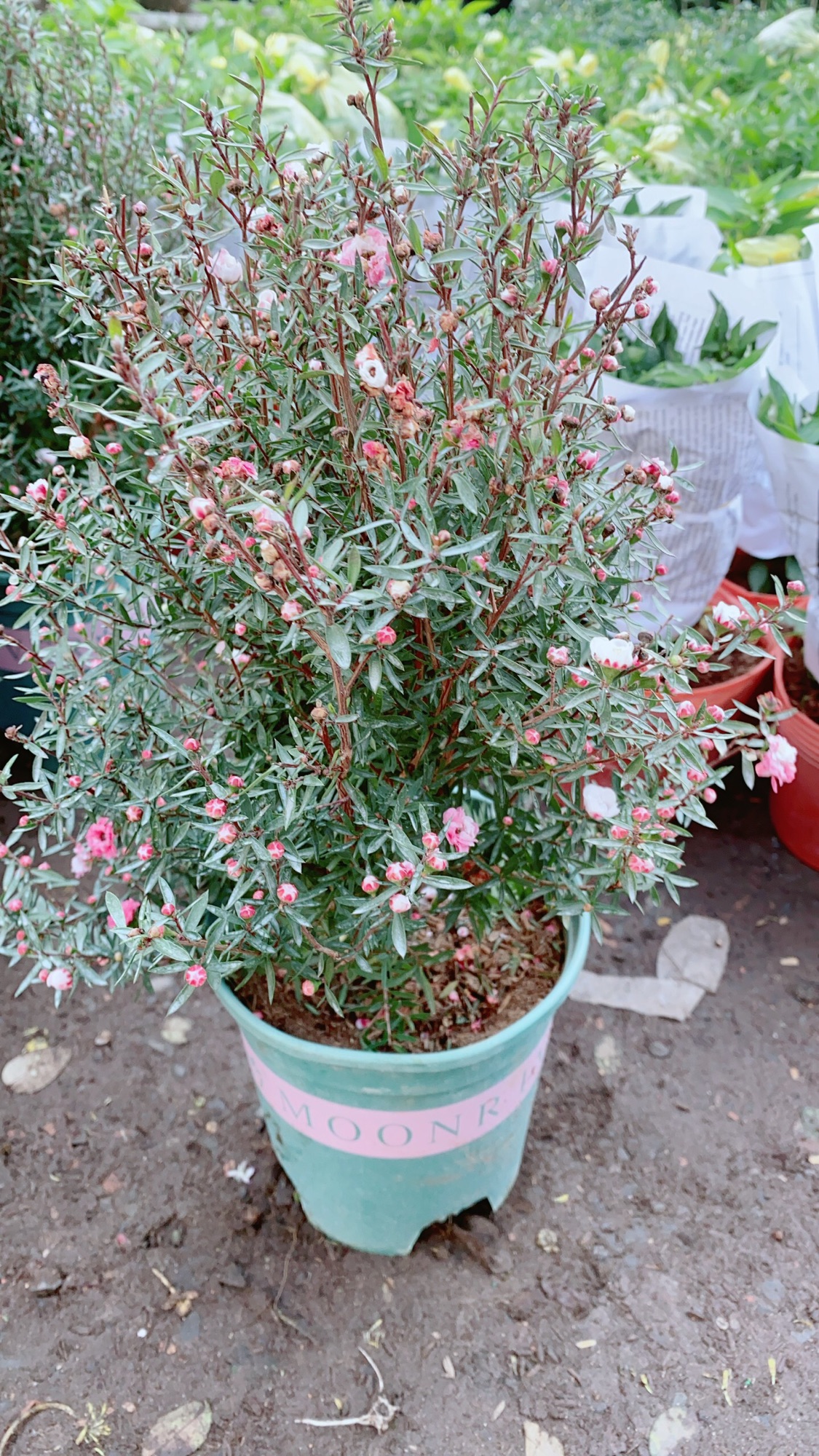 Cây Nhất Chi Mai