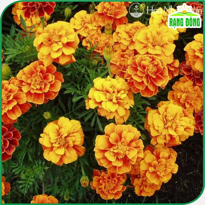 Hạt giống hoa Cúc Vạn Thọ Pháp Mix màu/gói 50 hạt