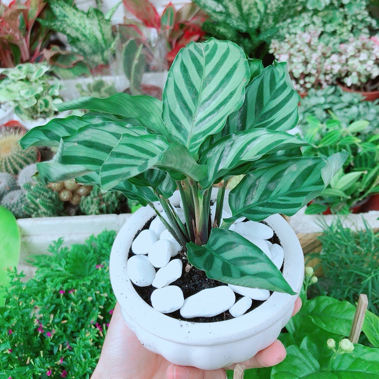 [HCM]Chậu Đuôi Công Xanh