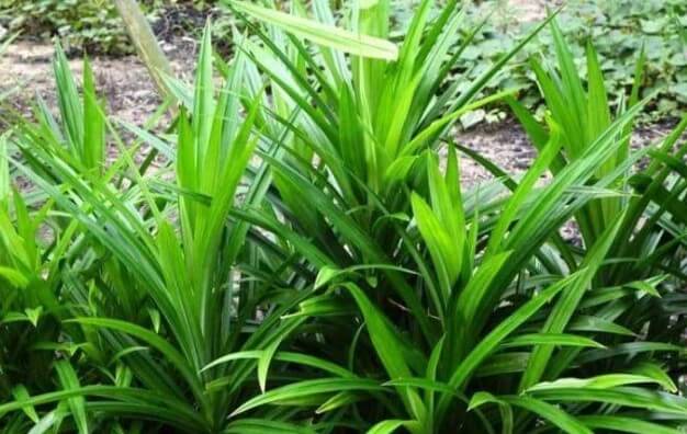 CÂY LÁ DỨA ( LÁ NẾP) 1 CÂY