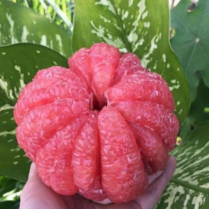 cây giống bưởi da xanh ghép ( sản phẩm có bảo hành đỏi trả)