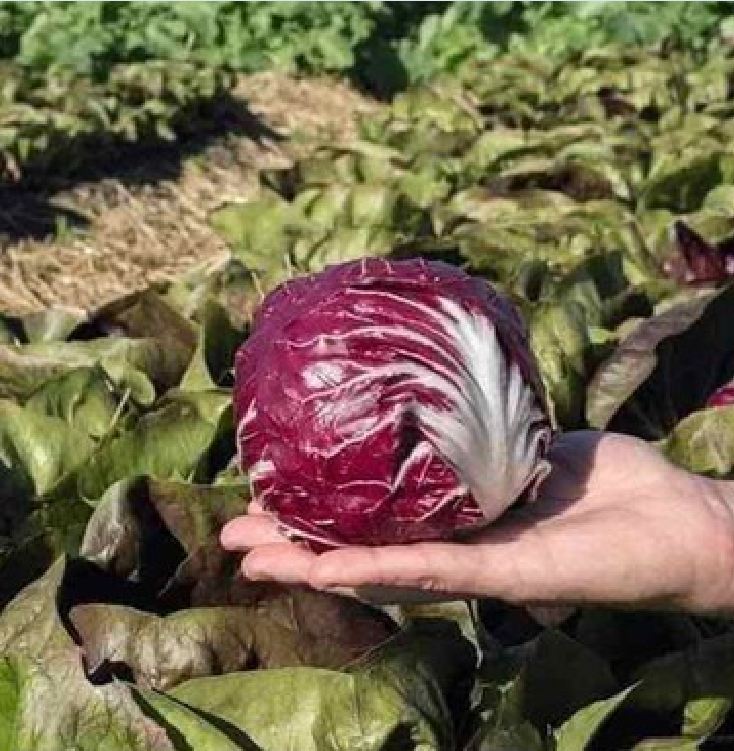 Purple Lettuce Seeds (0.2 Grams/Package)