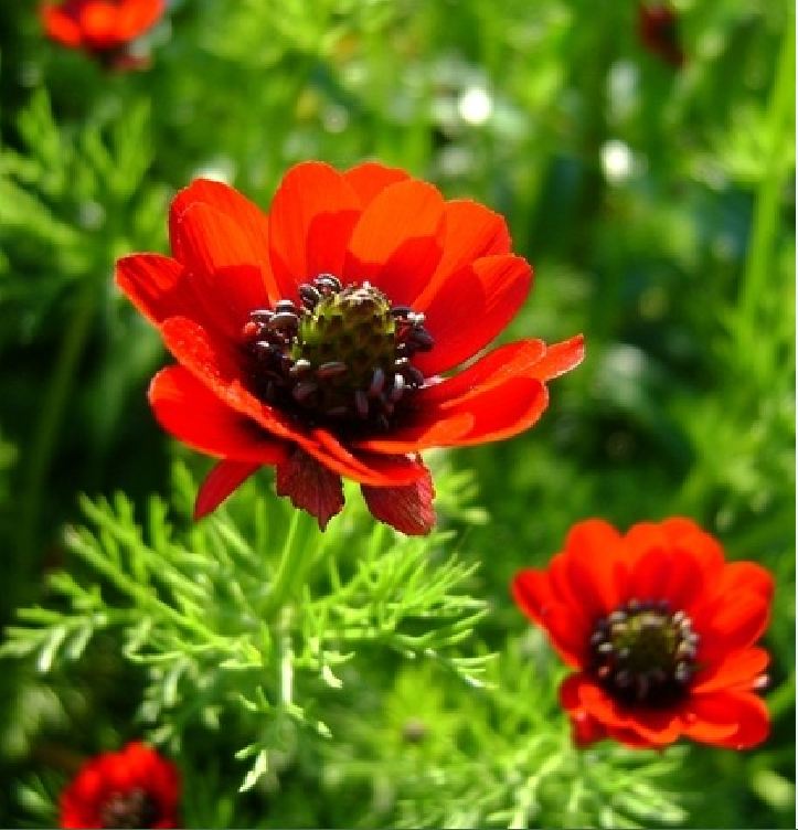 "Gói 100 "Hạt giống hoa Uyển hồng [Seeds]