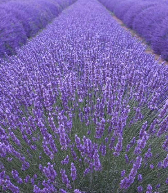 Hạt giống hoa Oải Hương ( hoa Lavender ) gói 100 hạt