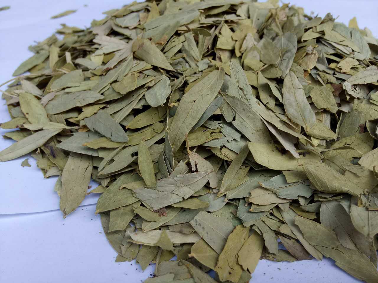 500gr Lá phan tả diệp khô hàng đẹp