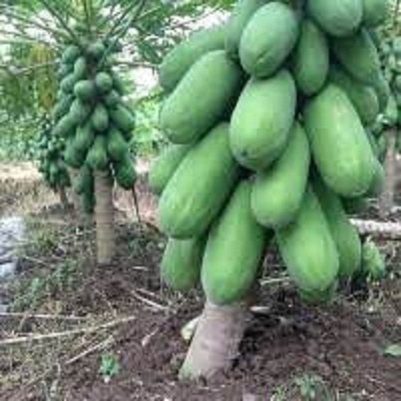 Hạt gi.ống đu đủ lùn thái lan dể trồng-gói 10 hạt