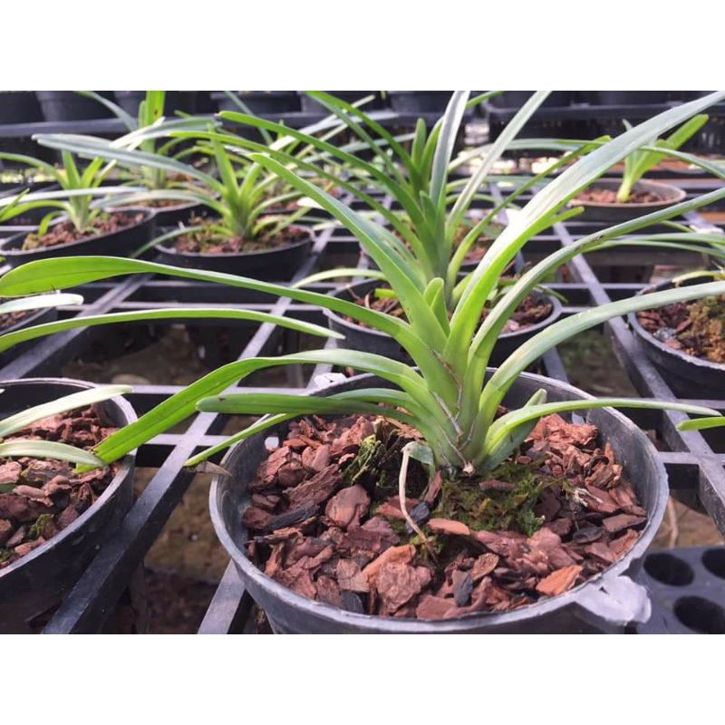 Phong lan kiếm Phan Trí gieo hạt