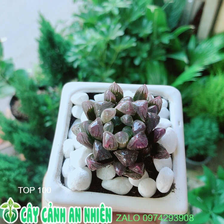 Chậu Kim Cương Tím