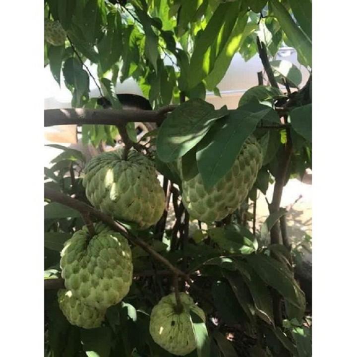 cây giống na thái FDG