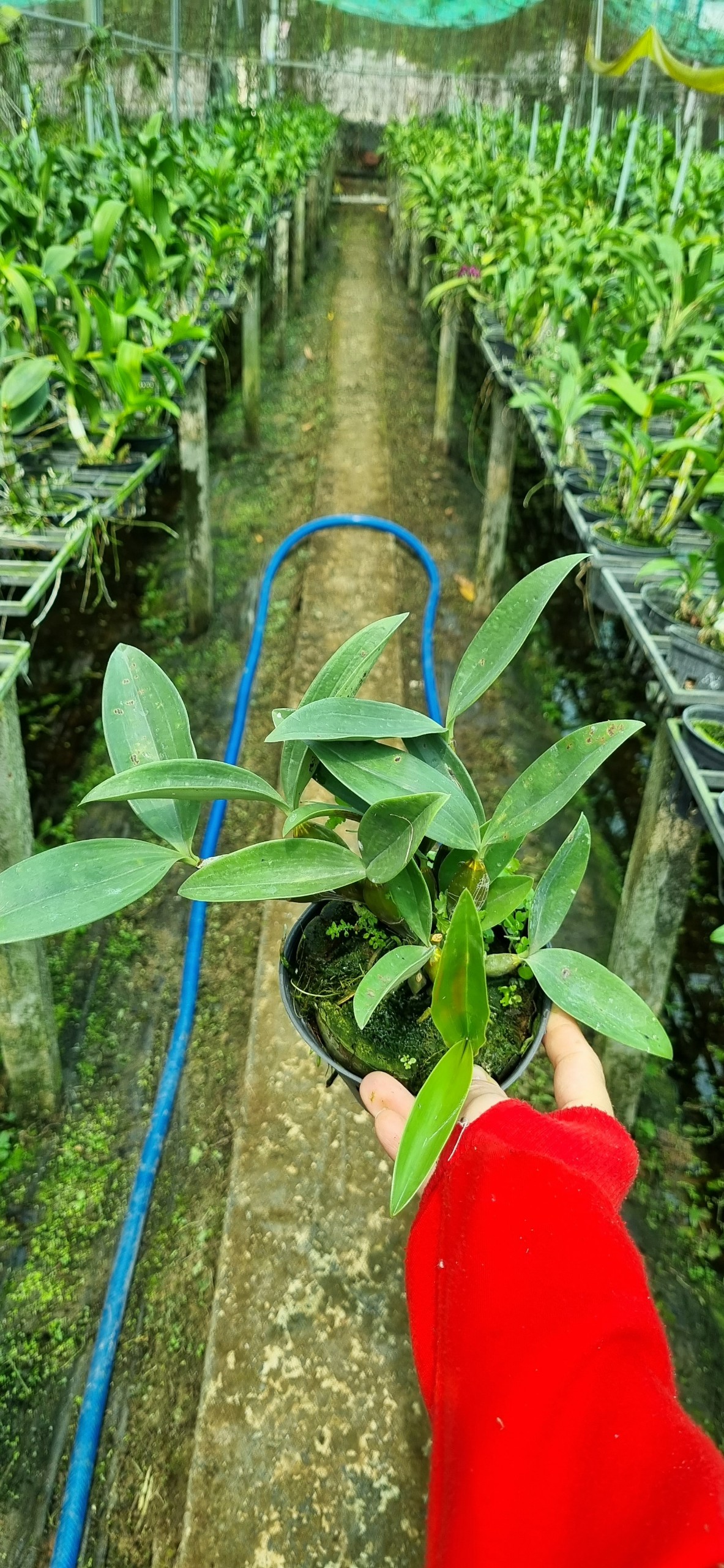 HOA LAN KIỀU