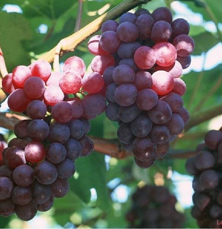 Hạt giống nho leo giàn 10 hạt/gói ( TẶNG gói kích thích hỗ trợ hạt nảy mầm)