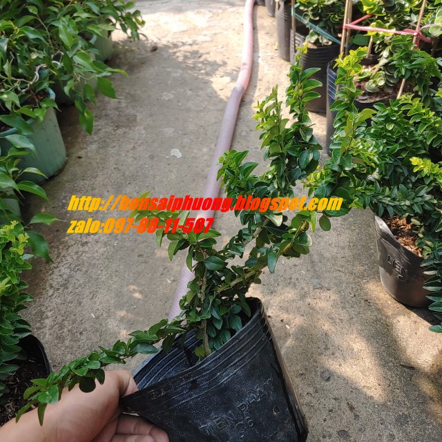 kim quýt thái bonsai mini